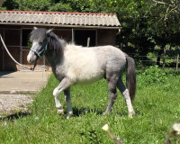 Vente de poney